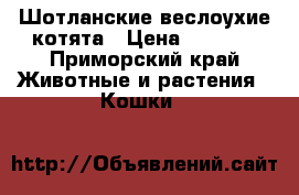 Шотланские веслоухие котята › Цена ­ 4 000 - Приморский край Животные и растения » Кошки   